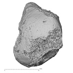 DV16-67 Homo sapiens lunate right distal