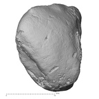 DV16-68 Homo sapiens lunate left distal