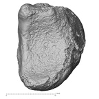 DV16-68 Homo sapiens lunate left proximal