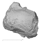 DV16-69 Homo sapiens trapezium right lateral
