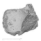DV16-69 Homo sapiens trapezium right medial