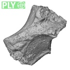 DV16-69 Homo sapiens trapezium right ply