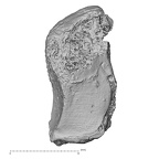 DV16-70 Homo sapiens trapezoid right distal