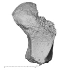 DV16-70 Homo sapiens trapezoid right lateral