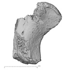 DV16-70 Homo sapiens trapezoid right medial