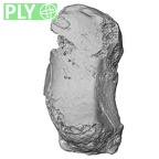 DV16-70 Homo sapiens trapezoid right ply