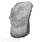 DV16-71 Homo sapiens capitate right dorsal