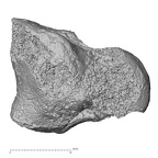 DV16-71 Homo sapiens capitate right lateral