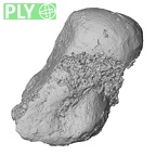 DV16-71 Homo sapiens capitate right ply