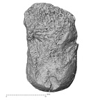 DV16-72 Homo sapiens capitate left dorsal