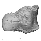 DV16-72 Homo sapiens capitate left lateral