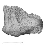 DV16-72 Homo sapiens capitate left medial