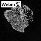 DV16-72 Homo sapiens capitate left ct stack movie