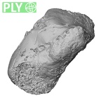 DV16-72 Homo sapiens capitate left ply