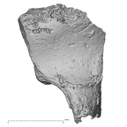 DV16-74 Homo sapiens hamate left distal