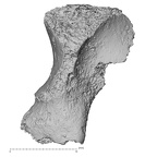 DV16-74 Homo sapiens hamate left lateral