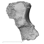 DV16-74 Homo sapiens hamate left medial