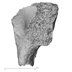 DV16-74 Homo sapiens hamate left proximal