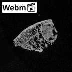 DV16-74 Homo sapiens hamate left ct stack movie