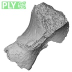 DV16-74 Homo sapiens hamate left ply