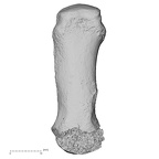 DV16-75 Homo sapiens metacarpal first right dorsal