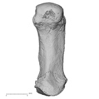 DV16-75 Homo sapiens metacarpal first right palmar