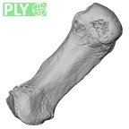 DV16-75 Homo sapiens metacarpal first right ply