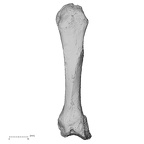 DV16-76 Homo sapiens metacarpal second right dorsal