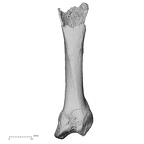 DV16-77 Homo sapiens metacarpal second left dorsal