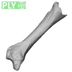 DV16-77 Homo sapiens metacarpal second left ply