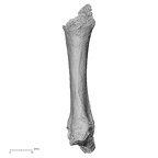 DV16-78 Homo sapiens metacarpal third right palmar