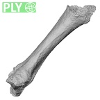 DV16-78 Homo sapiens metacarpal third right ply