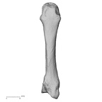 DV16-79 Homo sapiens metacarpal third left dorsal
