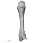 DV16-79 Homo sapiens metacarpal third left palmar