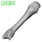 DV16-79 Homo sapiens metacarpal third left ply