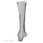 DV16-80 Homo sapiens metacarpal fourth right dorsal