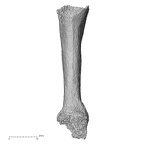 DV16-80 Homo sapiens metacarpal fourth right palmar