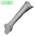 DV16-80 Homo sapiens metacarpal fourth right ply