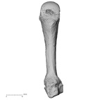 DV16-81 Homo sapiens metacarpal fourth left palmar