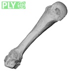 DV16-81 Homo sapiens metacarpal fourth left ply