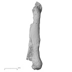 DV16-82 Homo sapiens metacarpal fifth right dorsal