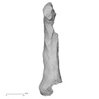 DV16-82 Homo sapiens metacarpal fifth right palmar