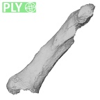 DV16-82 Homo sapiens metacarpal fifth right ply