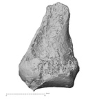 DV16-83 Homo sapiens metacarpal fifth left dorsal
