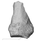 DV16-83 Homo sapiens metacarpal fifth left palmar