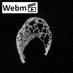 DV16-83 Homo sapiens metacarpal fifth left ct stack movie