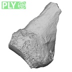 DV16-83 Homo sapiens metacarpal fifth left ply