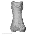 DV16-84 Homo sapiens hand phalanx first proximal right dorsal