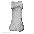 DV16-84 Homo sapiens hand phalanx first proximal right palmar