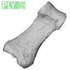 DV16-84 Homo sapiens hand phalanx first proximal right ply